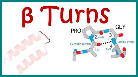 Beta turn .
